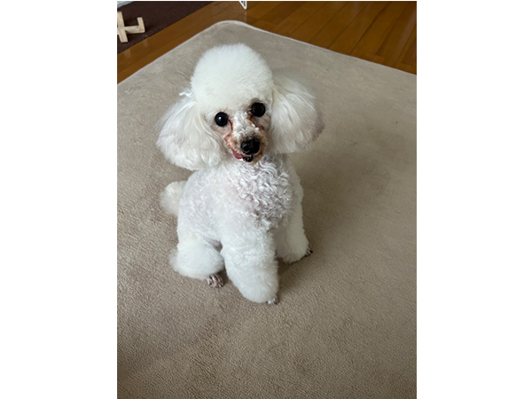 ☆卒業犬王子くんの近況☆